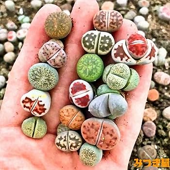 712pe+9cvfL._AC_UF350,